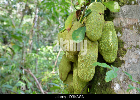Le fruit de l'Artocarpus integer, communément appelé cempedak (prononcé 'chem-pe-dak'), ion l'arbre Banque D'Images