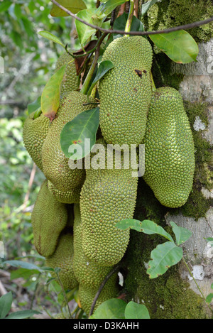 Le fruit de l'Artocarpus integer, communément appelé cempedak (prononcé 'chem-pe-dak'), ion l'arbre Banque D'Images