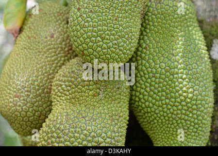 Le fruit de l'Artocarpus integer, communément appelé cempedak (prononcé 'chem-pe-dak'), ion l'arbre Banque D'Images