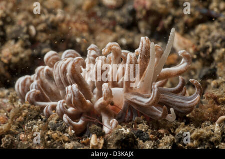 Nudibranche à énergie solaire (Phyllodesmium longicirrum), le Détroit de Lembeh, au nord de Sulawesi, Indonésie. Banque D'Images