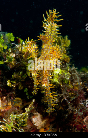 Paire de jaune et rouge, syngnathe fantôme arlequin le Détroit de Lembeh, au nord de Sulawesi, Indonésie. Banque D'Images