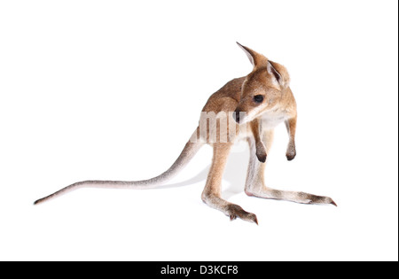 Red-necked wallaby, macropus rufogriseus photographié dans un studio avec un fond blanc prêt pour la découpe Banque D'Images