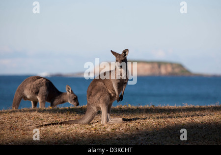 Deux kangourou gris de l'est sur une plage de galets, plage de surf - Parc National de Murramarang Côte sud de la Nouvelle-Galles du Sud Australie Banque D'Images