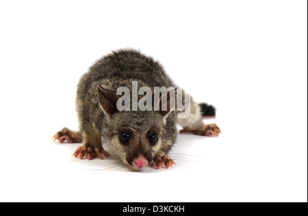 Possum Brushtail photographié dans un studio Banque D'Images