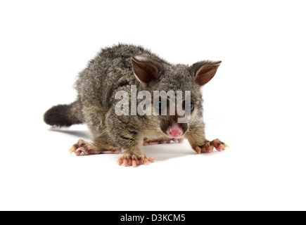 Possum Brushtail photographié dans un studio Banque D'Images