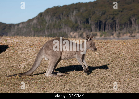 Les jeunes la plage de galets de kangourou gris de l'Est du Parc National Murramarang Côte sud de la Nouvelle-Galles du Sud Australie Banque D'Images