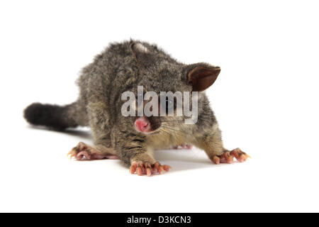 Possum Brushtail photographié dans un studio Banque D'Images