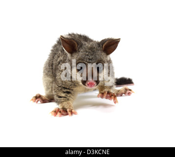 Possum Brushtail photographié dans un studio Banque D'Images