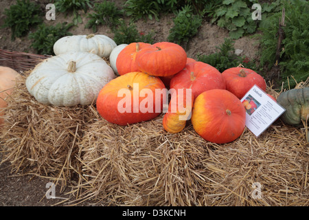 Futterkamp, Allemagne, Cendrillon Pumpkins allongé sur une botte de paille Banque D'Images