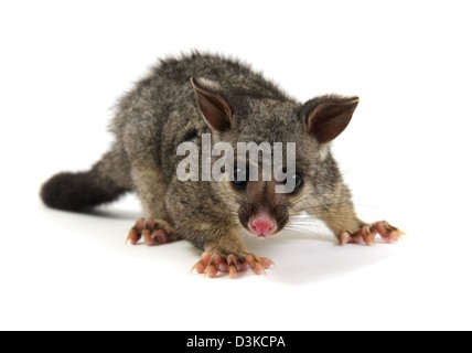 Possum Brushtail photographié dans un studio Banque D'Images