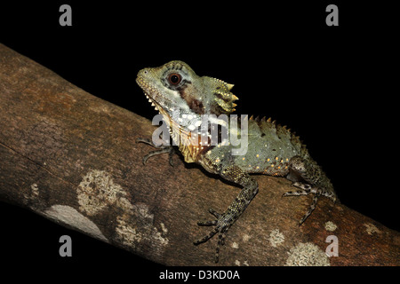 Boyd's forest dragon, hypsilurus boydii, avec fond noir adapté pour la découpe Banque D'Images