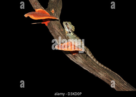 Boyd's forest dragon, hypsilurus boydii avec fond noir adapté pour la découpe Banque D'Images