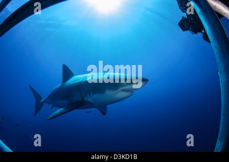 Le grand requin blanc, l'île de Guadalupe, au Mexique. Banque D'Images