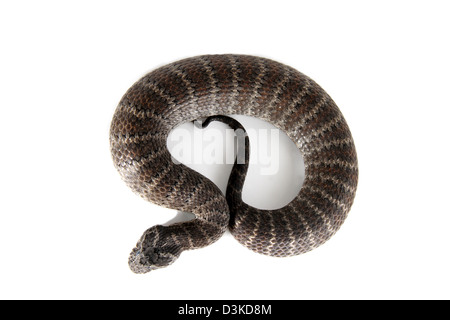 Death Adder acanthophis commun antacticus dans un studio adapté pour la découpe. Banque D'Images