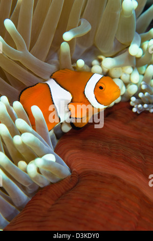 Poisson clown clown dans l'anémone, Grande Barrière de Corail, en Australie. Banque D'Images