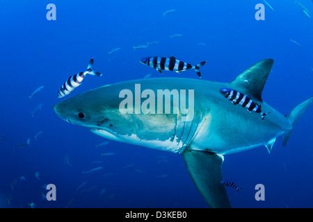 Homme grand requin blanc et poisson-pilote, l'île de Guadalupe, au Mexique. Banque D'Images