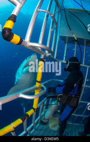 Diver observe un homme grand requin blanc Requin de l'intérieur d'une cage, l'île de Guadalupe, au Mexique. Banque D'Images