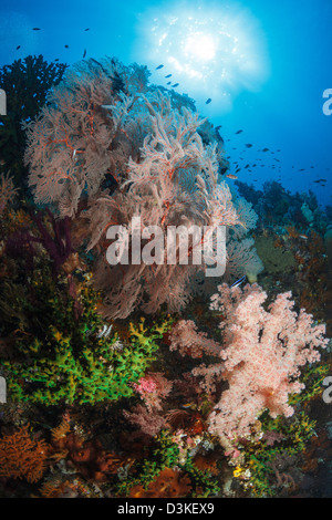 Ventilateur sur la mer de corail mou à Raja Ampat, en Indonésie. Banque D'Images