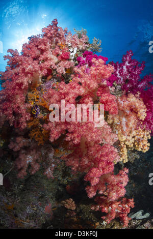 En corail mou de Raja Ampat, en Indonésie. Banque D'Images