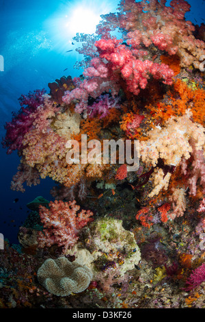En corail mou de Raja Ampat, en Indonésie. Banque D'Images