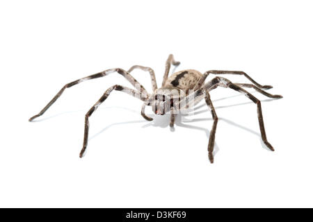 Araignée Huntsman (Sparassidae, anciennement Heteropodidae) photographié dans un studio avec un fond blanc prêt pour la découpe Banque D'Images