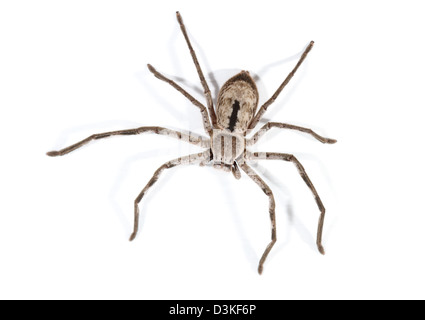 Araignée Huntsman (Sparassidae, anciennement Heteropodidae) photographié dans un studio avec un fond blanc prêt pour la découpe Banque D'Images