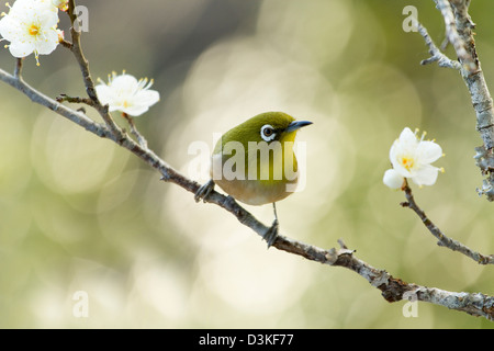 L'Œil blanc du Japon et des fleurs de prune Banque D'Images