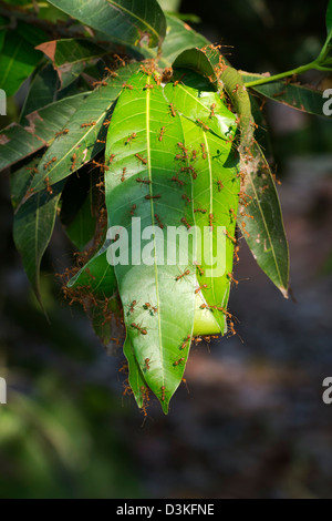 Oecophylla smaragdina. Nid de fourmis tisserandes sur un manguier. L'Andhra Pradesh, Inde Banque D'Images