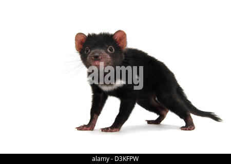 Diable de Tasmanie juvenile photographié dans un studio Banque D'Images