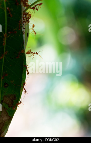 Oecophylla smaragdina. Nid de fourmis tisserandes sur un manguier. L'Andhra Pradesh, Inde Banque D'Images