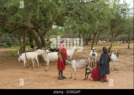 Filles Maasai traire une chèvre, Selenkay Conservancy, Kenya Banque D'Images