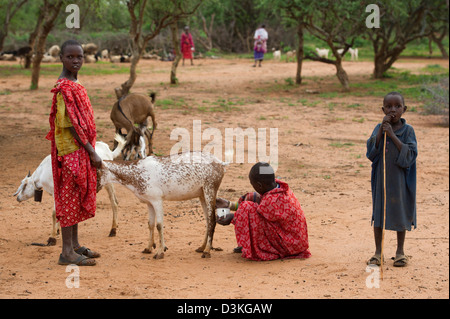 Filles Maasai traire une chèvre, Selenkay Conservancy, Kenya Banque D'Images