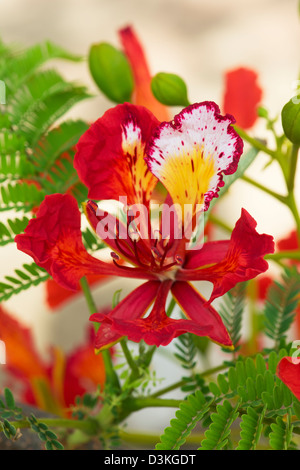 Delonix regia. Royal Poinciana. Fleur de paon. Flamme de la forêt de fleur en Inde Banque D'Images