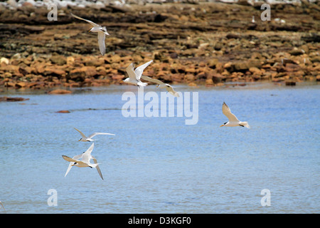 Un troupeau de Swift ou de Sternes de Dougall (Thalasseus Crested plus bergii), sur le front de mer à Kommetjie près du Cap. Banque D'Images