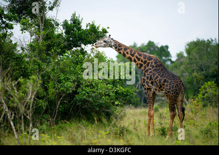 Maasai Girafe (Giraffa camelopardalis tippelskirchi), le site Shimba Hills National Reserve, Kenya Banque D'Images