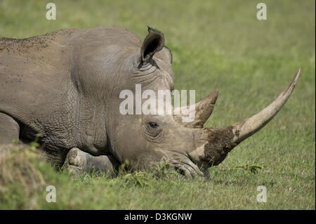 Le rhinocéros blanc (Ceratotherium simum), de repos Jeu Ranch Solio, Laikipia, Kenya Banque D'Images