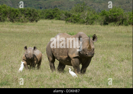 Veau avec rhinocéros noir (Diceros bicornis), Jeu Solio Ranch, Laikipia, Kenya Banque D'Images