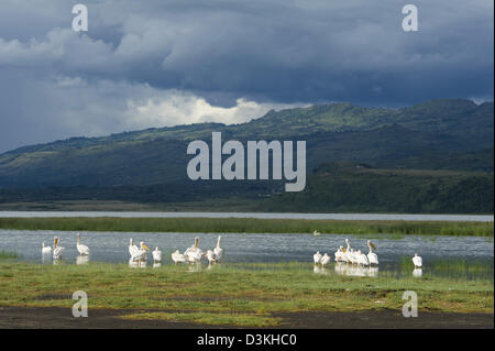 Le pélican blanc, grand Pelecanus onocrotalus, Lake Elmenteita, Soysambu Conservancy, Kenya Banque D'Images