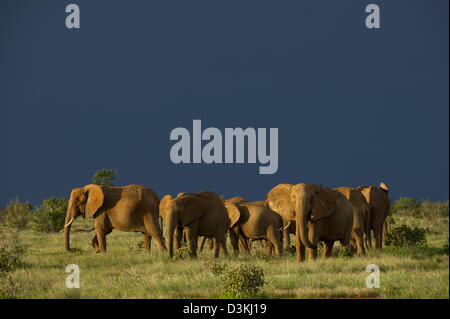 Les éléphants africains sous un ciel d'orage( Loxodonta africana africana), l'Est de Tsavo National Park, Kenya Banque D'Images