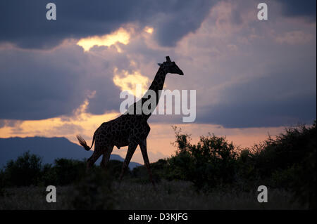 Maasai Girafe (Giraffa camelopardalis tippelskirchi) au coucher du soleil, l'Est de Tsavo National Park, Kenya Banque D'Images