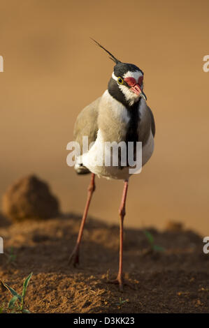 À tête noire sociable (Vanellus tectus), l'Est de Tsavo National Park, Kenya Banque D'Images