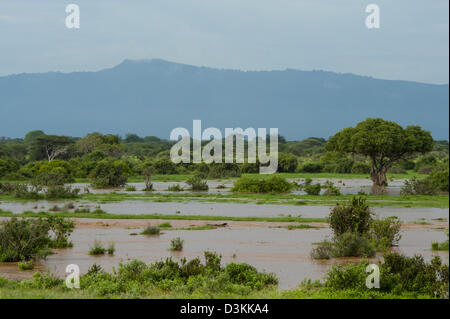 La rivière voi dans des inondations en face de Taita, Tsavo East National Park, Kenya Banque D'Images