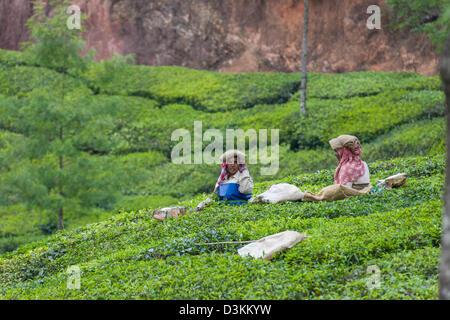 Women picking plateau dans une plantation de thé, juste à l'extérieur de Munnar, Kerala, Inde Banque D'Images