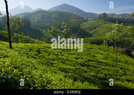 Domaines de plateau couvrant les collines dans une plantation de thé à l'extérieur de Munnar, Kerala, Inde Banque D'Images