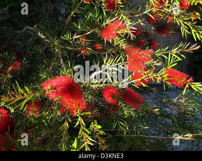 (Afp) - La photo datée du 31 mai 2005 montre un blooming Callistemon, communément connue sous le nom de 'bottlebrush', à Kalives, Crète, Grèce. Photo : Beate Schleep Banque D'Images