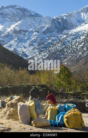 Les villageois jusqu'ensachage en sacs de fourrage, avec des montagnes enneigées derrière, Village Aremd, près de l'Imlil, Maroc Banque D'Images