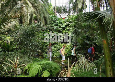 (Afp) - La photo du 13 juillet 2005 montre l'intérieur d'une serre au Palmengarten à Francfort, Allemagne. Photo : Heiko Wolfraum Banque D'Images