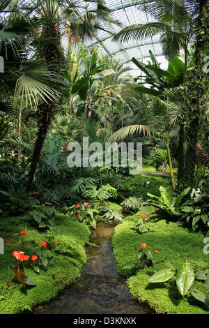 (Afp) - La photo du 13 juillet 2005 montre l'intérieur d'une serre au Palmengarten à Francfort, Allemagne. Photo : Heiko Wolfraum Banque D'Images