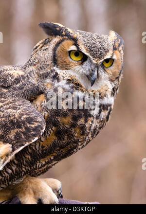 Un grand-duc d'Amérique (Bubo virginianus) perches dans un secteur boisé. Banque D'Images