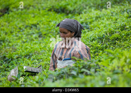 Woman picking plateau avec clippers dans une plantation de thé, juste à l'extérieur de Munnar, Kerala, Inde Banque D'Images